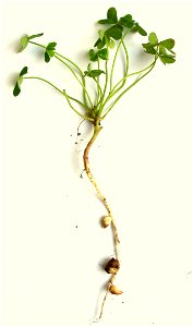 Oxalis pes-caprae - all plant; Author: Daniel Feliciano; Location: Torres Novas - Portugal