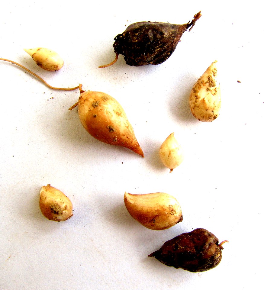 Oxalis pes-caprae bulbs in detail
Author:Daniel Feliciano 

Location:Torres Novas - Portugal