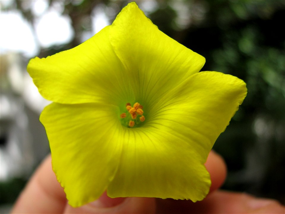 Oxalis pes-caprae, flower in detail, in Torres Novas, Portugal.