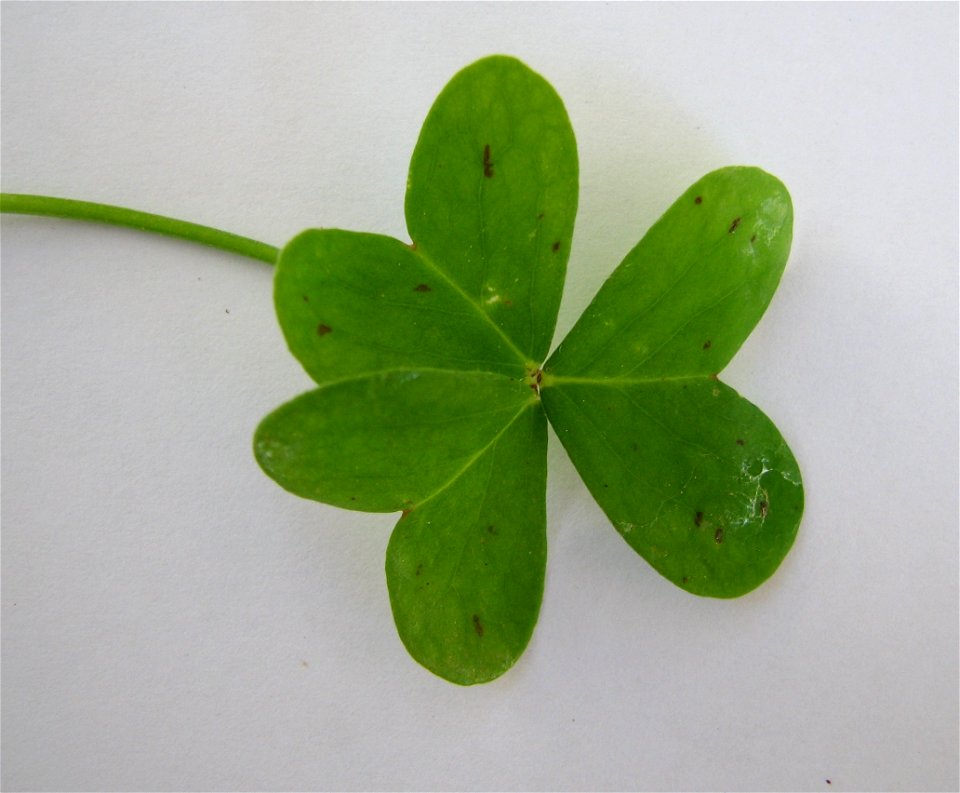 Leaf of Oxalis pes-caprae in detail, in Torres Novas, Portugal.