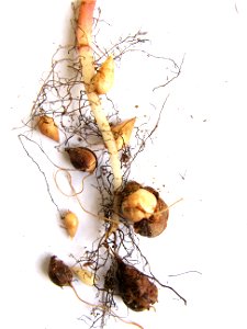 Oxalis pes-caprae root with bulbs in different stages ; Author: Daniel Feliciano ; Location: Torres Novas - Portugal