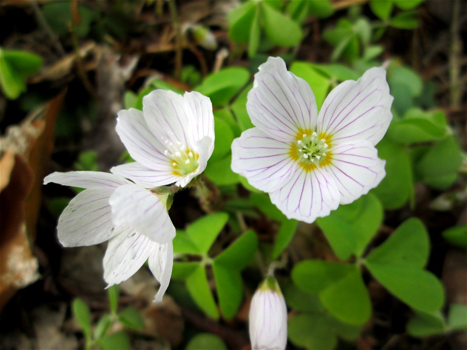 Waldsauerklee (Oxalis acetosella) im Landschaftsschutzgebiet „Drahtzugweiher und das Habsterwiesental“ in Alt-Saarbrücken