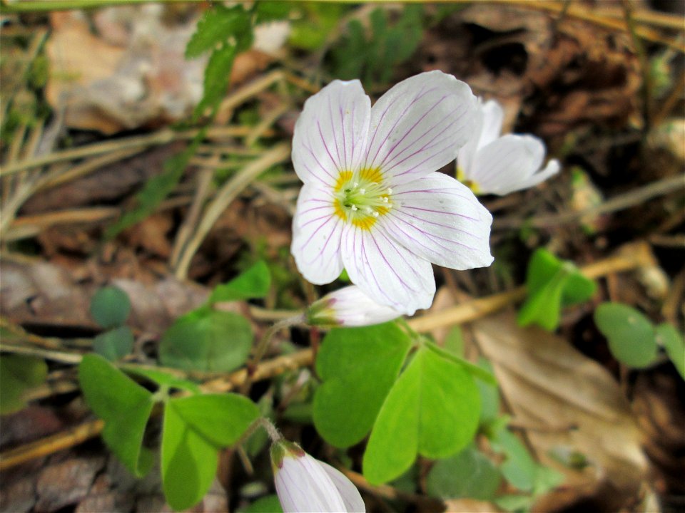 Waldsauerklee (Oxalis acetosella) im Landschaftsschutzgebiet „Drahtzugweiher und das Habsterwiesental“ in Alt-Saarbrücken