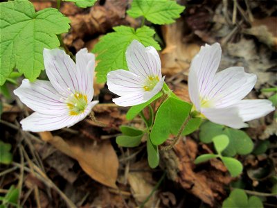 Waldsauerklee (Oxalis acetosella) im Landschaftsschutzgebiet „Drahtzugweiher und das Habsterwiesental“ in Alt-Saarbrücken