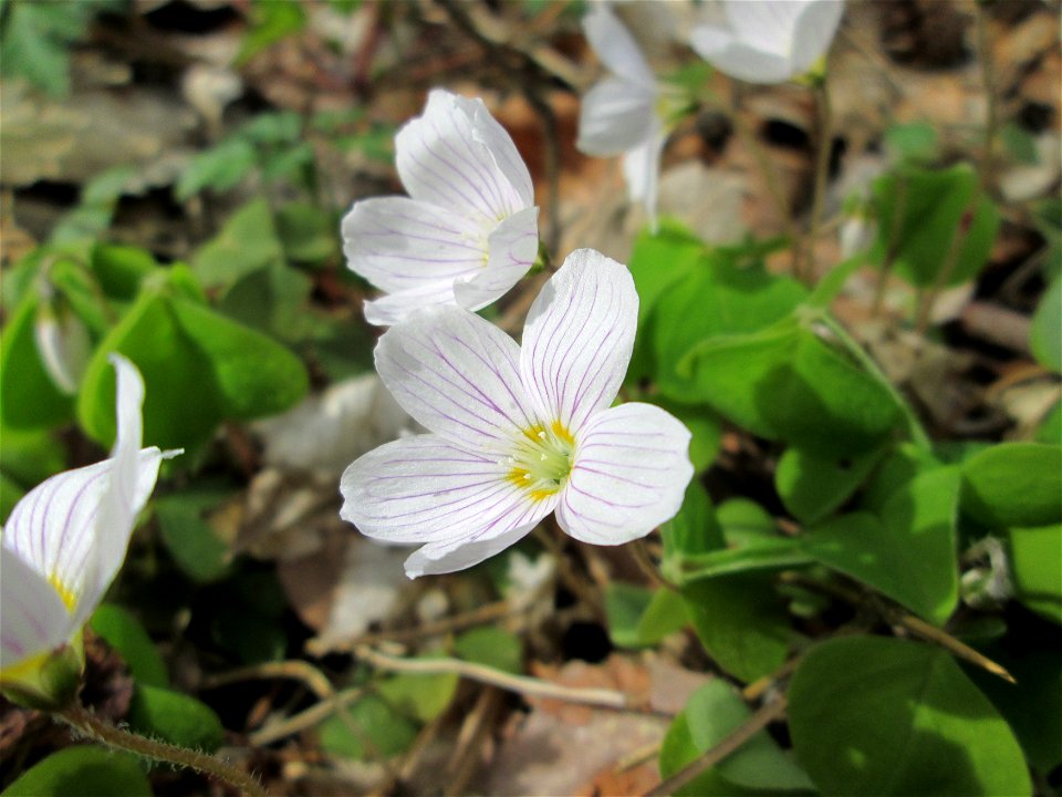 Waldsauerklee (Oxalis acetosella) im Landschaftsschutzgebiet „Drahtzugweiher und das Habsterwiesental“ in Alt-Saarbrücken