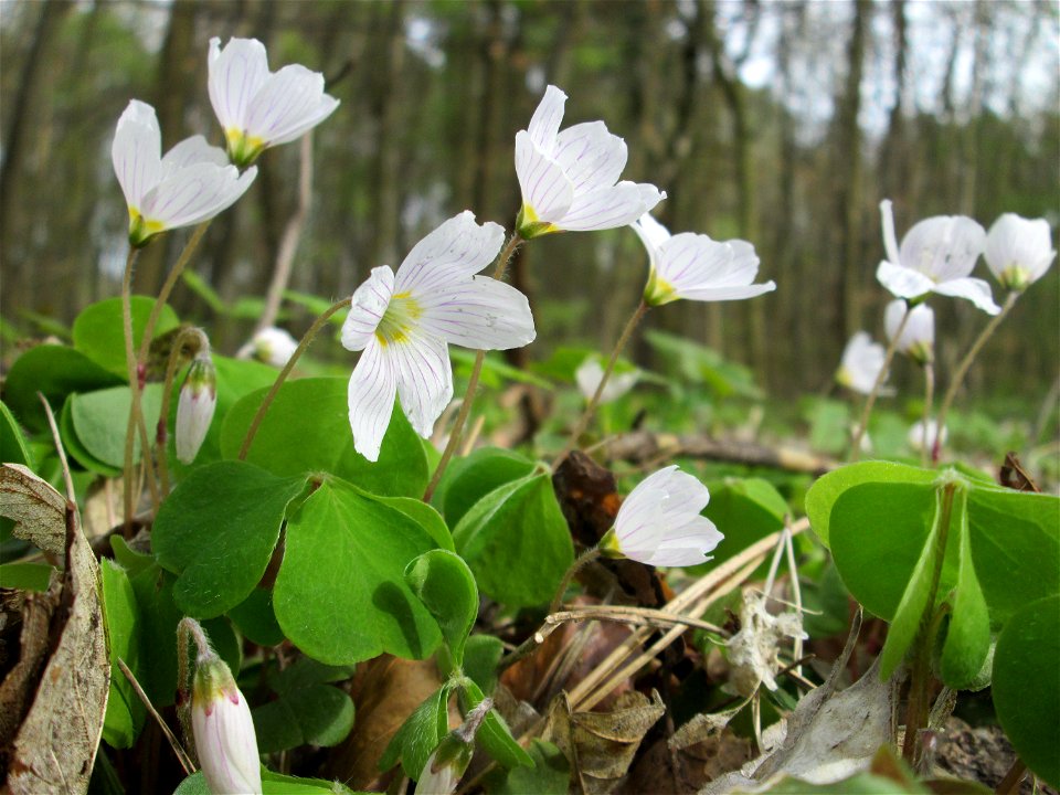 Waldsauerklee (Oxalis acetosella) im Landschaftsschutzgebiet „Drahtzugweiher und das Habsterwiesental“ in Alt-Saarbrücken