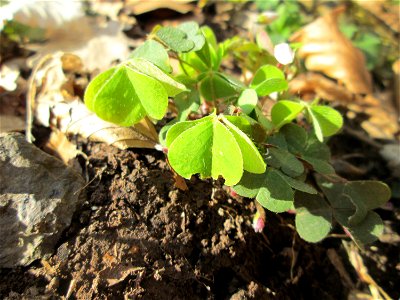 Waldsauerklee (Oxalis acetosella) im Landschaftsschutzgebiet „St. Johanner Stadtwald“