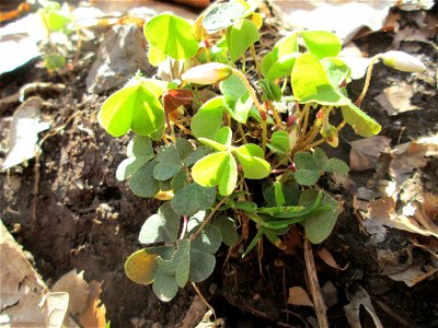 Waldsauerklee (Oxalis acetosella) im Landschaftsschutzgebiet „St. Johanner Stadtwald“