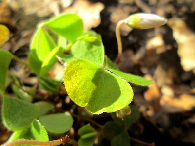 Waldsauerklee (Oxalis acetosella) im Landschaftsschutzgebiet „St. Johanner Stadtwald“