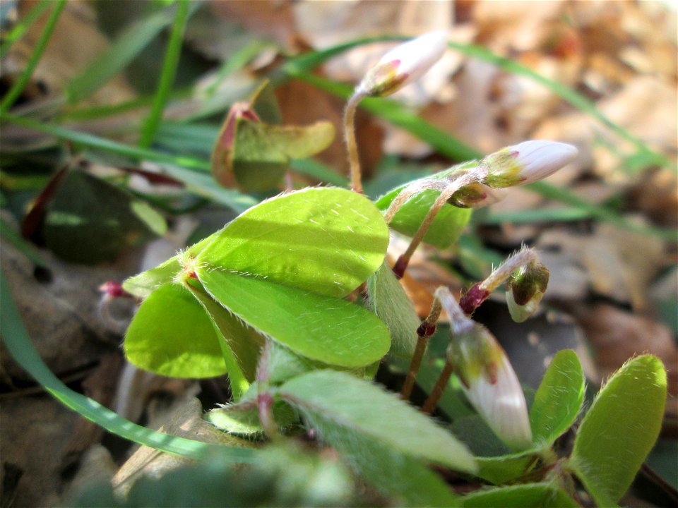 Waldsauerklee (Oxalis acetosella) im Landschaftsschutzgebiet „St. Johanner Stadtwald“