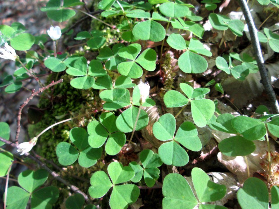 Waldsauerklee (Oxalis acetosella) im Steinbachtal bei Saarbrücken