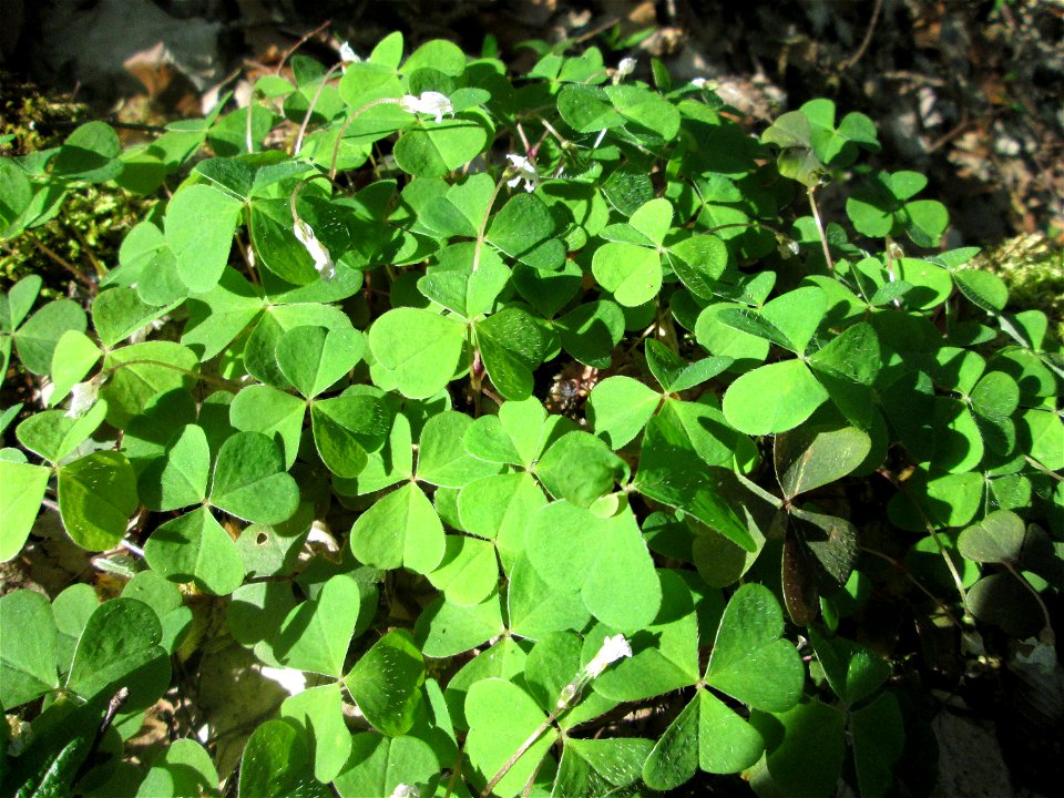 Waldsauerklee (Oxalis acetosella) im Steinbachtal bei Saarbrücken