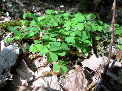 Waldsauerklee (Oxalis acetosella) im Steinbachtal bei Saarbrücken
