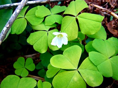 Oxalis acetosella photo