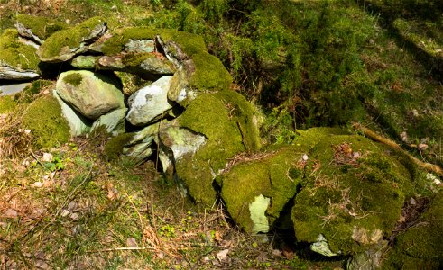 Juniper and old wall of boulders in Gullmarsskogen nature reserve, Lysekil Municipality, Sweden. photo