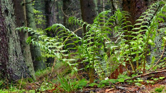 Ostrich ferns (Matteuccia struthiopteris) and wood sorrel (Oxalis acetosella) in the forest above Holma boat club, Lysekil Municipality; Sweden.