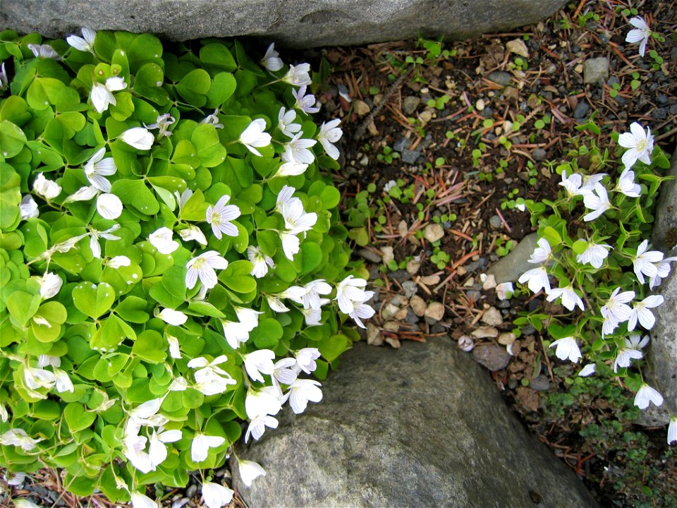 Oxalis acotosella - Photo taken by Salvör in Grasagarður Reykjavíkur Botanical garden in Reykjavik, Iceland.