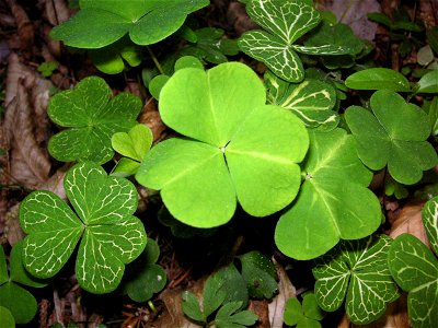 Common wood sorrel (Oxalis acetosella) with strange leaves founded in Rohrbach-Steinberg, Styria