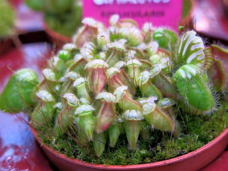 Cephalotus follicularis in a garden centre in France. Identified by botanic commercial label.