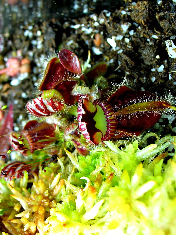 Cephalotus follicularis - plante cultivée en terrarium sous lumière artificielle