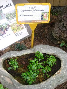 Cephalotus follicularis. Plant specimen in the Hong Kong Zoological and Botanical Gardens, Hong Kong. photo