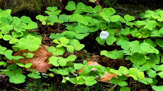 Wood sorrel (Oxalis acetosella) and haircap moss (Polytrichum commune) after rain in the spruce forest above Holma Boat Club, Lysekil Municipality, Sweden. Focus stacking of 3 pictures (using 