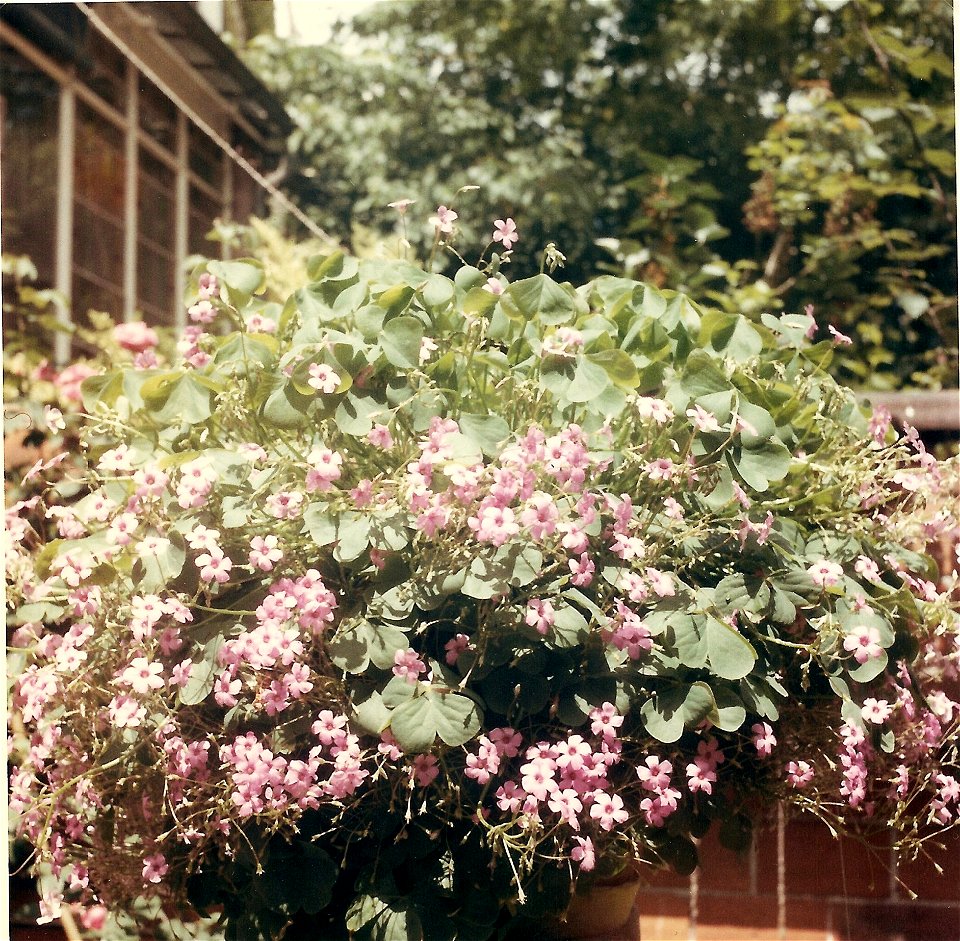 Flowerishing oxalys in veranda in Bordeaux.