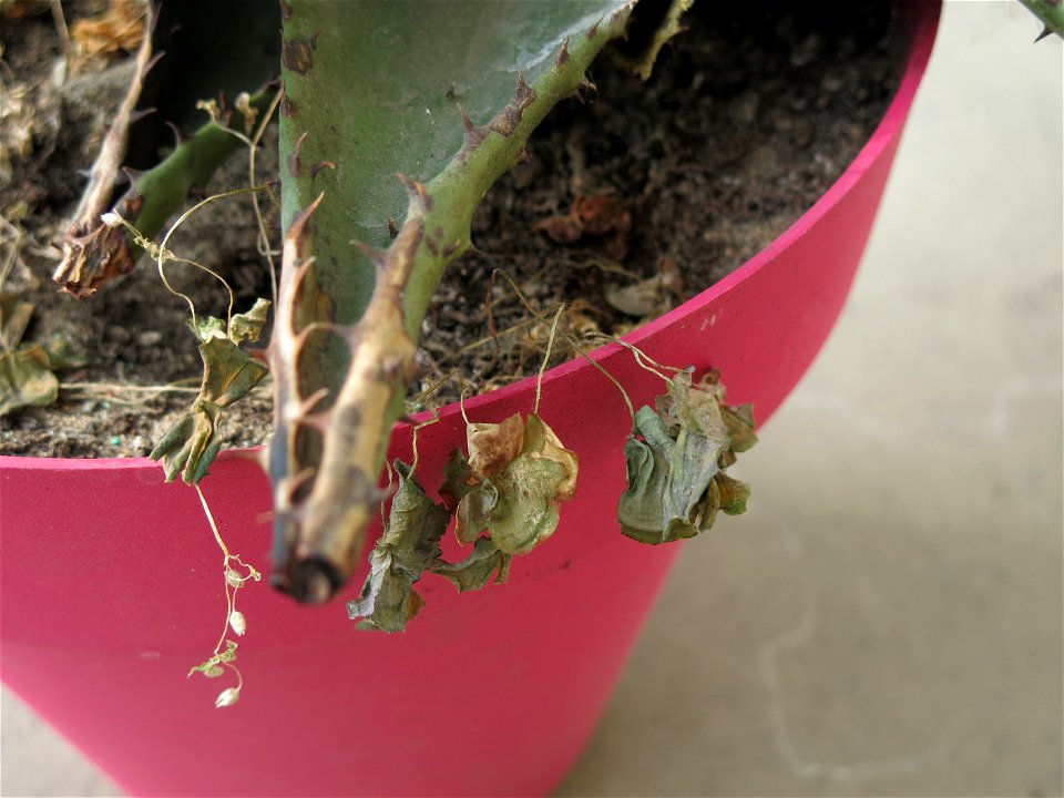 Aloe ferox in pot grown near Paris (France) with an oxalis (trifolium) dead by lack of water : no watering since end of october.