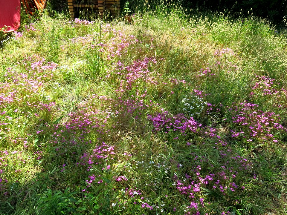 Oxalis et Lagures in Capbreton (Landes, France).
