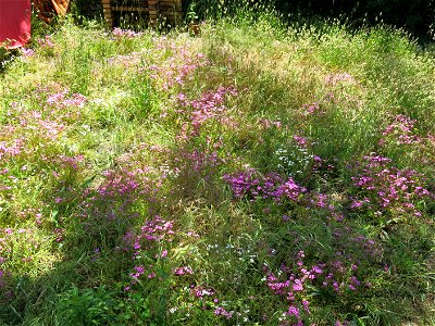 Oxalis et Lagures in Capbreton (Landes, France).