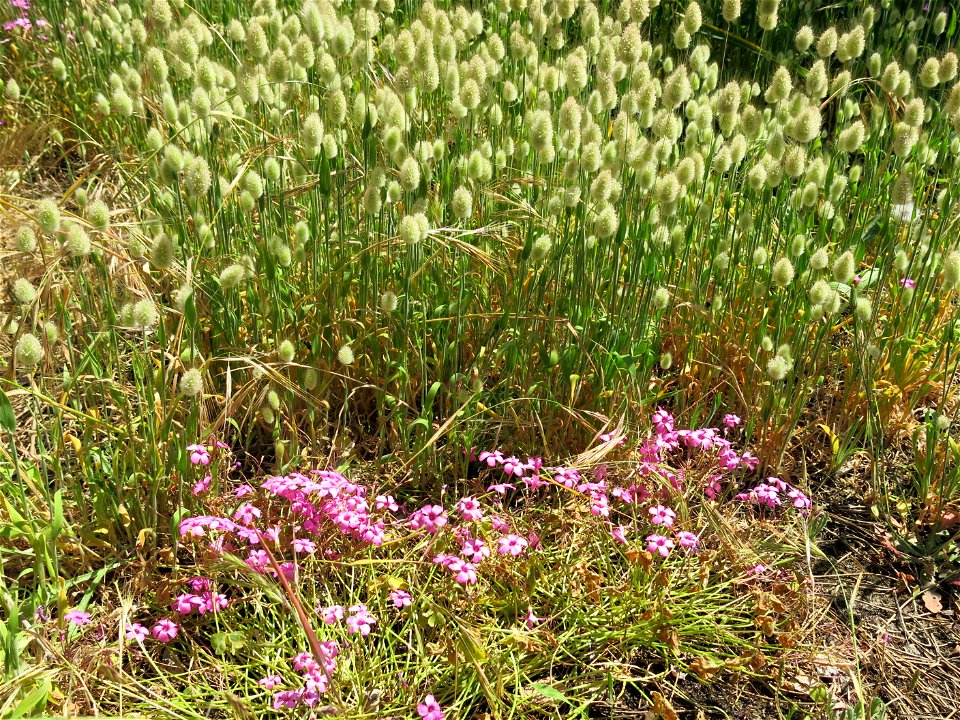 Oxalis et Lagures in Capbreton (Landes, France).