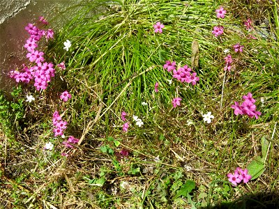 Why are there always 10% of white sorrel among the rose ones ? Capbreton (Landes, France).