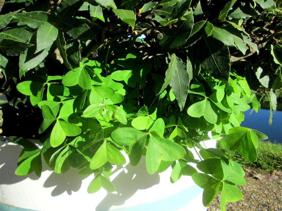 Breitblättriger Sauerklee (Oxalis latifolia) in einem Baumkübel im Orangerieparterre Schwetzingen - ursprünglich aus Mexiko und Zentralamerika