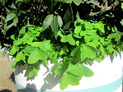 Breitblättriger Sauerklee (Oxalis latifolia) in einem Baumkübel im Orangerieparterre Schwetzingen - ursprünglich aus Mexiko und Zentralamerika