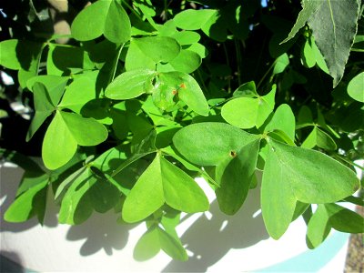 Breitblättriger Sauerklee (Oxalis latifolia) in einem Baumkübel im Orangerieparterre Schwetzingen - ursprünglich aus Mexiko und Zentralamerika