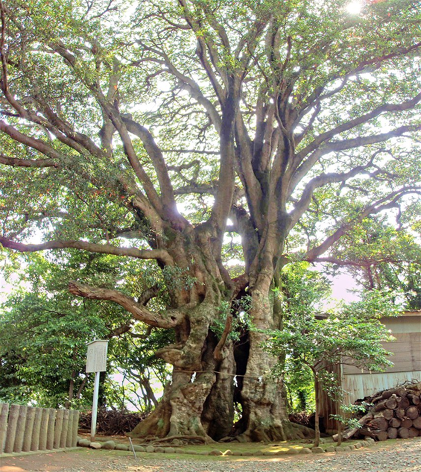 Hihayotenjinja-no-Horutonoki is a thickest Elaeocarpus sylvestris tree in Japan, which  located in Ito, Shizuoka Prefecture.