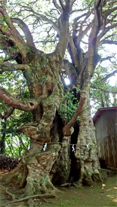Hihayotenjinja-no-Horutonoki is a thickest Elaeocarpus sylvestris tree in Japan, which  located in Ito, Shizuoka Prefecture.