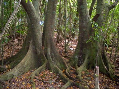 Elaeocarpus sylvestris in Japan Bonin Islands Hahajima Island