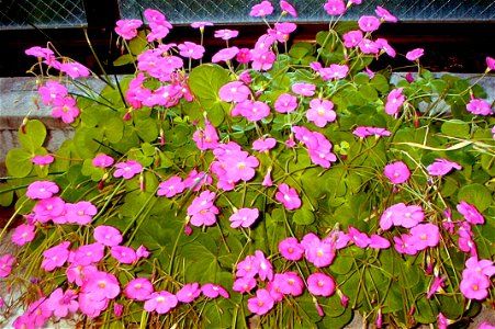 Oxalis bowiei