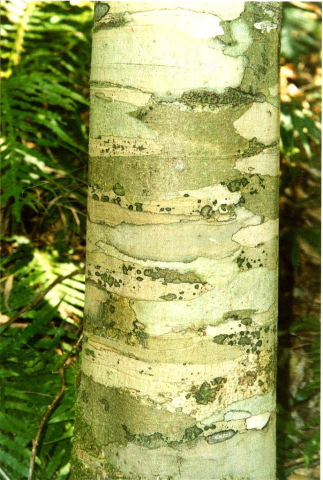 Coachwood trunk at Narara Creek, Gosford, NSW