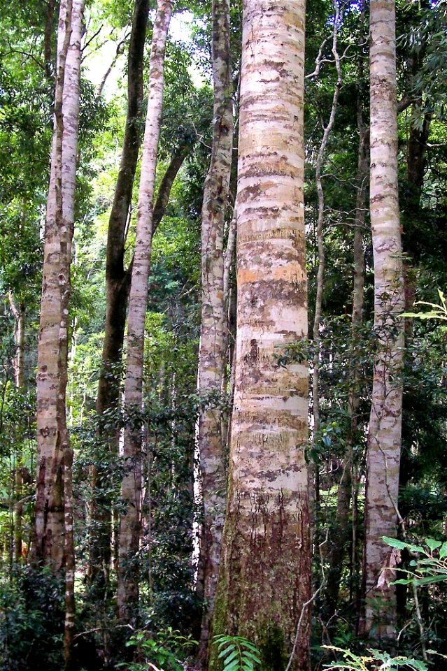 Coachwood_- Nymboi-Binderay_National_Park