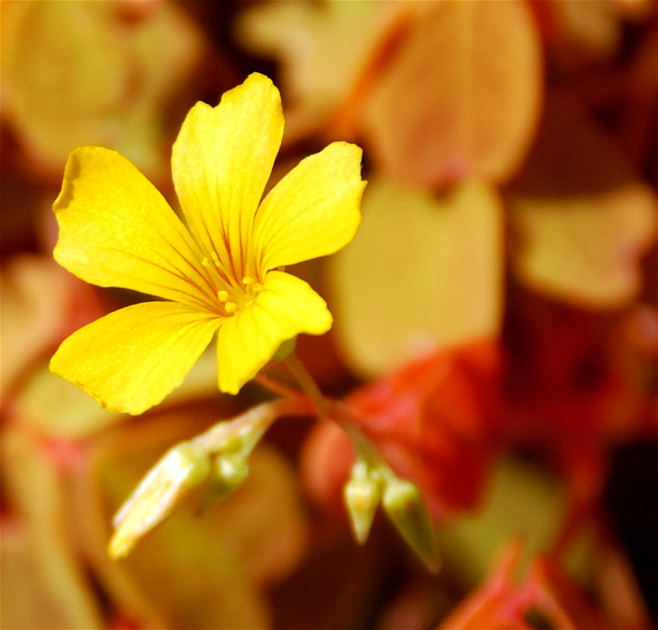 Picture of oxalis spiralis from the United States Botanical Garden