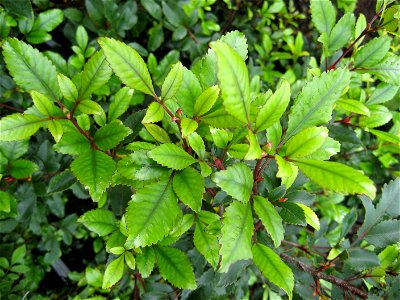 Foliage of a young  tree, Weinmannia racemosa, the most abundant forest tree in New Zealand. Family Cunoniaceae.