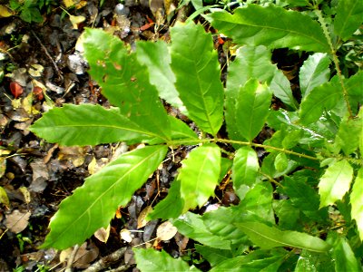 Leaf of Davidsonia johnsonii, smooth Davidson's plum. Cultivated tree Northern NSW, Australia.