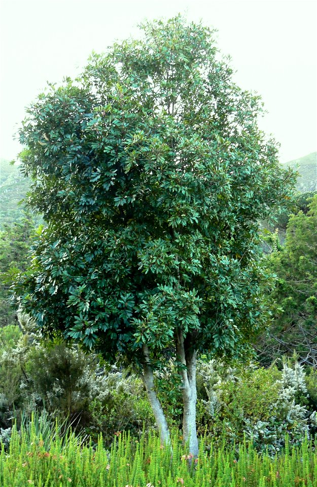 A Red Alder or Butterspoon, photographed in Cape Town