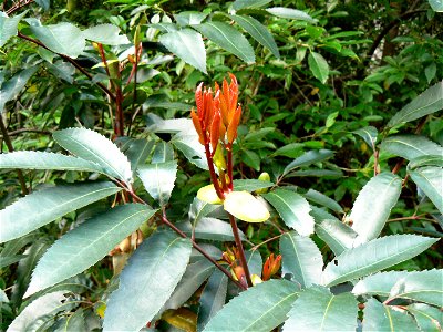 Old and new foliage of the Red Alder or Butterspoon, photographed in Cape Town