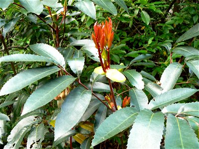 Old and new foliage of the Red Alder or Butterspoon, photographed in Cape Town photo