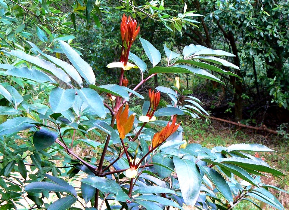 New foliage of the Red Alder or Butterspoon, photographed on Table Mountain, Cape Town