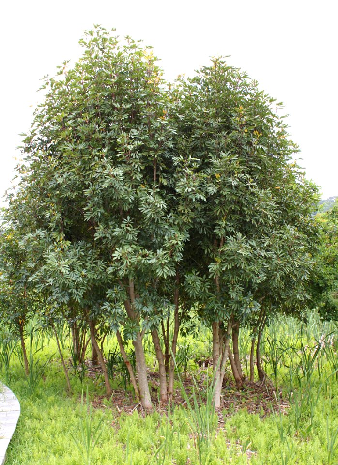 A spinny of Red Alder or Butterspoon trees, growing in a wetland in Cape Town