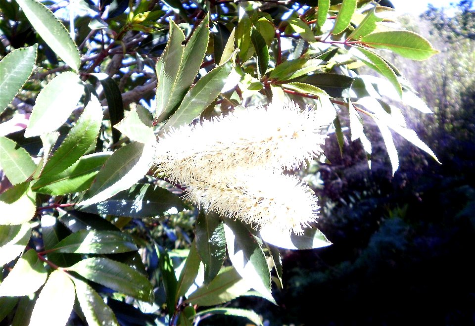 Inflorescences of the Red Alder or Butterspoon, photographed in Cape Town